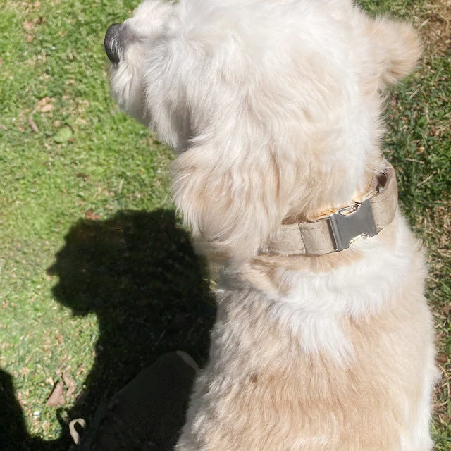 Soft Velvet Dog Collar – Custom Laser Engraving, Stylish & Durable